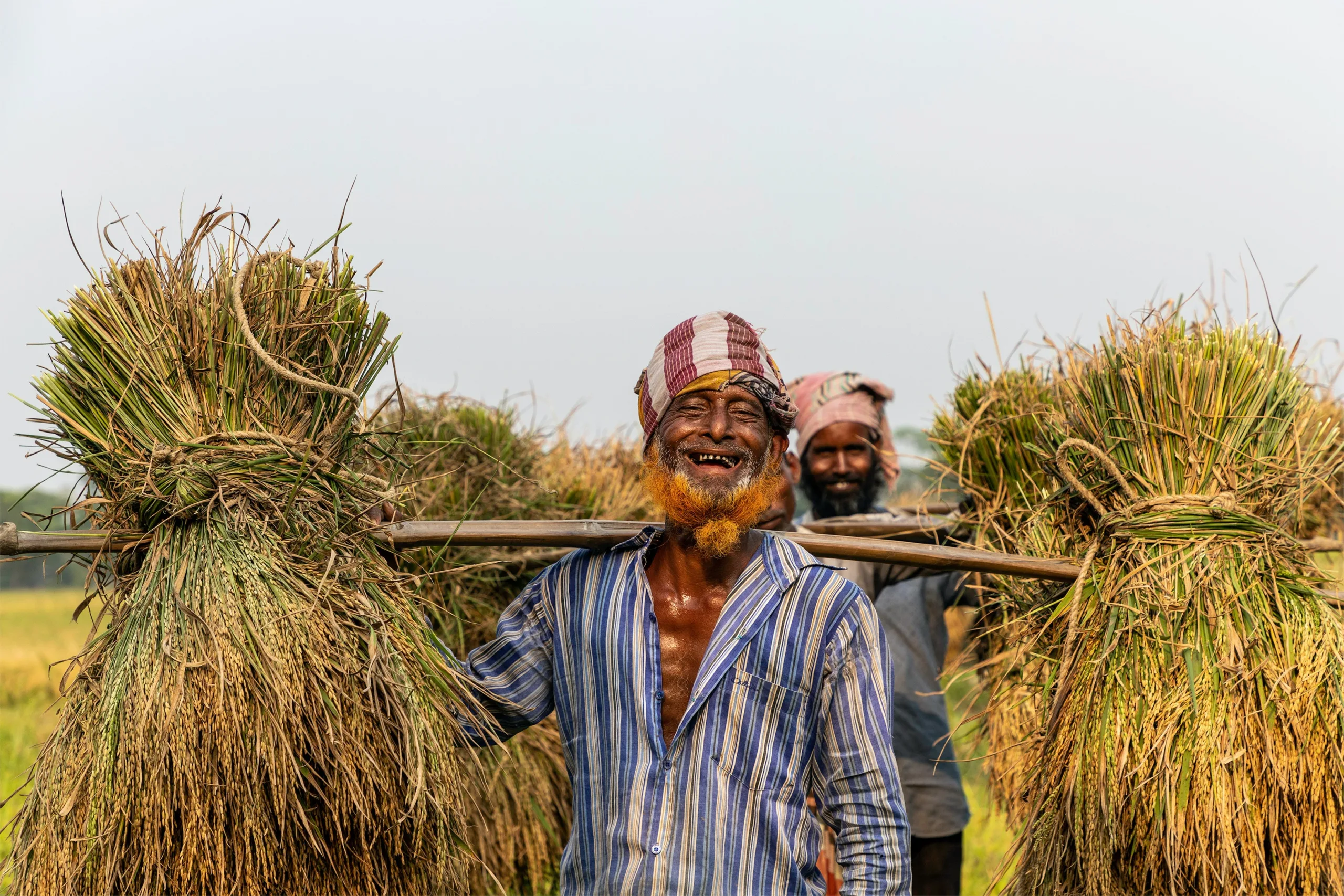 Men Carrying Harvested Rice